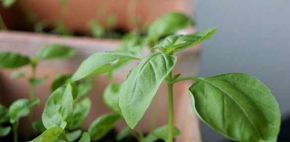Mein kleiner Kräutergarten auf der Fensterbank - Basilikum